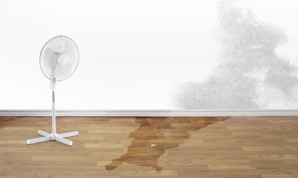 Best Water damage cleanup near me  in Paulsboro, NJ